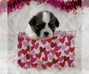 Zuchon Puppy for sale in ARTHUR, IL, USA