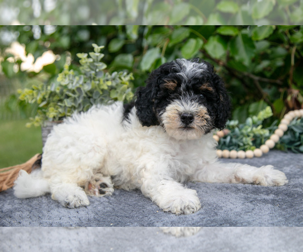 Medium Photo #3 Poodle (Miniature) Puppy For Sale in WOLCOTTVILLE, IN, USA