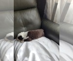 Small #6 Miniature Australian Shepherd