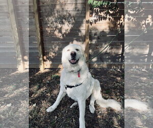 Mora - Female Great Pyrenees Dog for Adoption - Photo #12