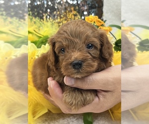 Cavapoo Puppy for sale in BULLARD, TX, USA