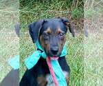 Small #2 Mutt