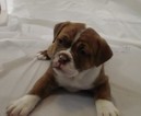 Small Photo #1 Olde English Bulldogge Puppy For Sale in HOT SPRINGS NATIONAL PARK, AR, USA