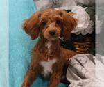 Puppy Dakoda Cavapoo