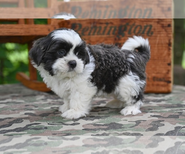 Medium Photo #5 Shih Tzu Puppy For Sale in MILLERSBURG, OH, USA