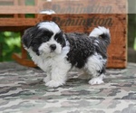 Small #4 Shih Tzu