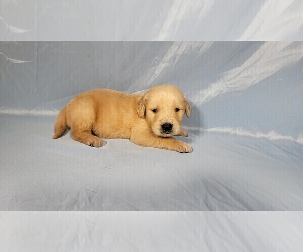 Medium Photo #6 Golden Retriever Puppy For Sale in FALCON, CO, USA