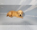 Small #5 Golden Retriever