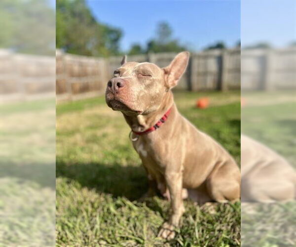 Medium Photo #9 American Pit Bull Terrier Puppy For Sale in Gloversville, NY, USA