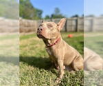 Small #8 American Pit Bull Terrier