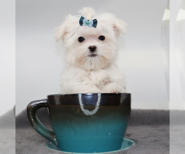 Medium Photo #2 Maltese Puppy For Sale in LOS ANGELES, CA, USA