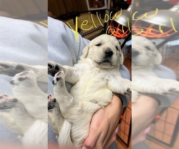 Medium Photo #4 Golden Retriever Puppy For Sale in BOILING SPGS, SC, USA