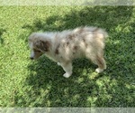 Small Photo #2 Australian Shepherd Puppy For Sale in UNION SPRINGS, AL, USA