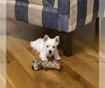 Puppy Purple girl West Highland White Terrier