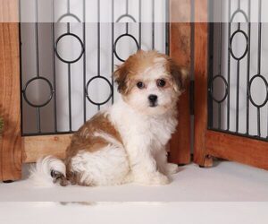 Zuchon Puppy for sale in NAPLES, FL, USA