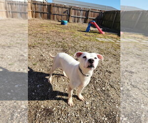 Hawkey - Female Labrador Retriever-Unknown Mix Dog for Adoption - Photo #5