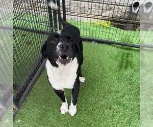 Labrador Retriever-Unknown Mix Dogs for adoption in Rowlett, TX, USA