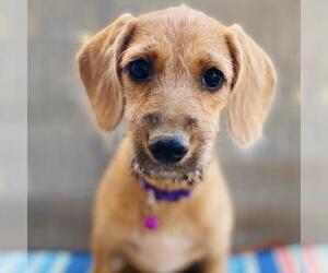 Colonial Cocker Spaniel-Unknown Mix Dogs for adoption in San Diego, CA, USA
