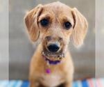 Small Colonial Cocker Spaniel Mix