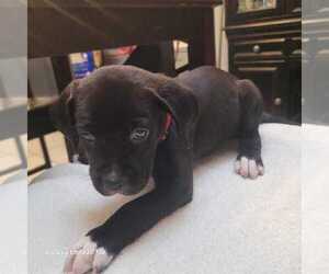 American Pit Bull Terrier-Cane Corso Mix Puppy for sale in GRAND PRAIRIE, TX, USA