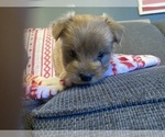 Puppy Make B Morkie