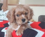 Small Photo #8 Cavalier King Charles Spaniel Puppy For Sale in BELVIDERE, IL, USA