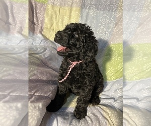 Australian Labradoodle Puppy for sale in PORTLAND, OR, USA