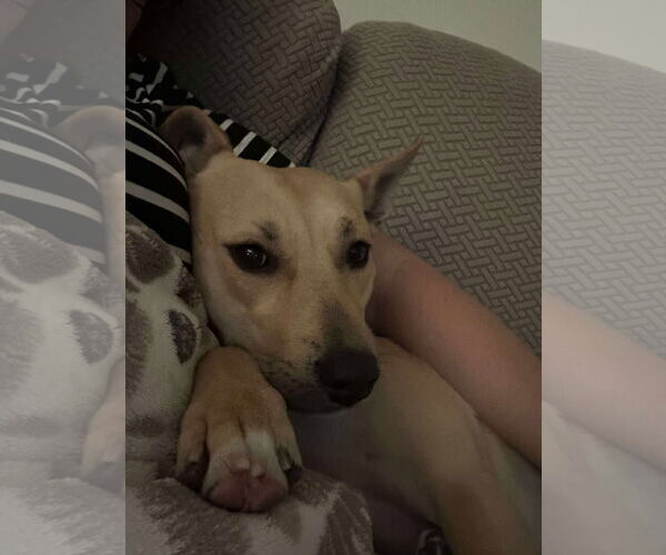 Medium Photo #4 Labrador Retriever Puppy For Sale in Menifee, CA, USA