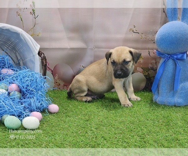 Medium Photo #8 Catahoula Leopard Dog Puppy For Sale in CUMBY, TX, USA