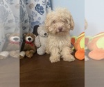 BichPoo puppies - Male Bichpoo Puppy for Sale - Photo #43