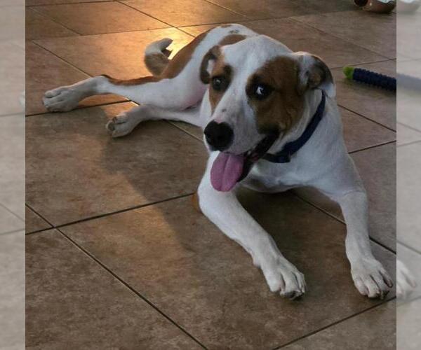 Medium Photo #7 Labrador Retriever-Unknown Mix Puppy For Sale in San Antonio, TX, USA