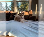 Puppy 3 Pomsky