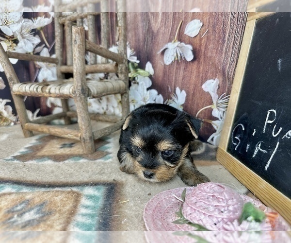 Medium Photo #5 Yorkshire Terrier Puppy For Sale in CASSVILLE, MO, USA