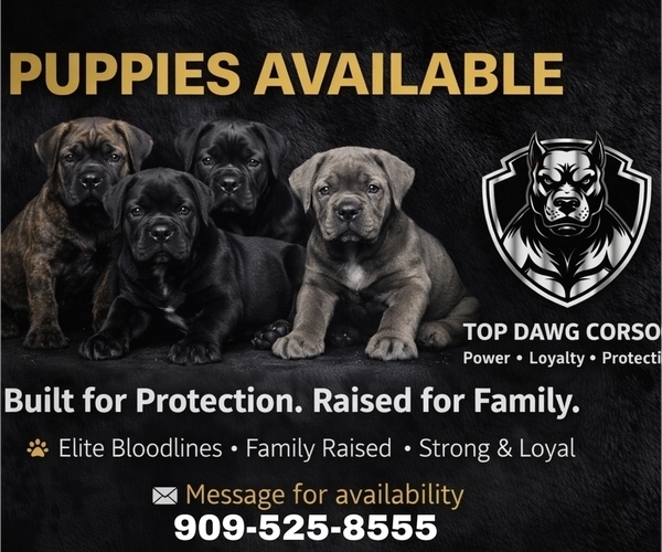 Medium Photo #1 Cane Corso Puppy For Sale in FONTANA, CA, USA