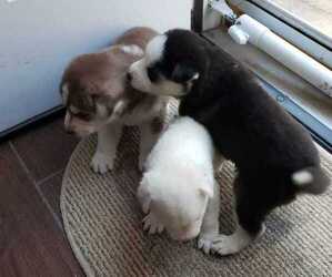 Siberian Husky Puppy for sale in CENTERVILLE BRANCH, GA, USA