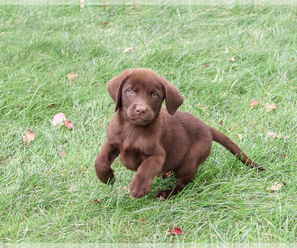 Medium Photo #5 Labrador Retriever Puppy For Sale in SYRACUSE, IN, USA