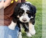 Small #2 Bernedoodle (Miniature)