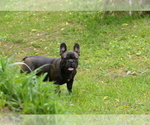 Small #2 French Bulldog