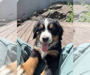 Bernese Mountain Dog Puppy for sale in DULUTH, MN, USA