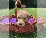 Small Photo #16 Labradoodle Puppy For Sale in DURHAM, CA, USA