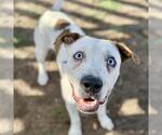 Small American Pit Bull Terrier Mix
