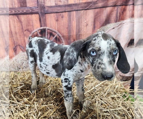 Medium Photo #19 Catahoula Leopard Dog Puppy For Sale in CUMBY, TX, USA