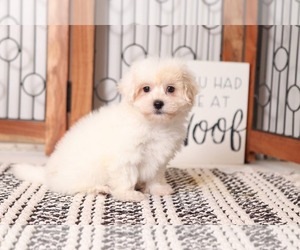 Maltipoo Puppy for sale in NAPLES, FL, USA