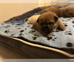Small #5 Shiba Inu