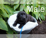 Puppy 4 Labrenees