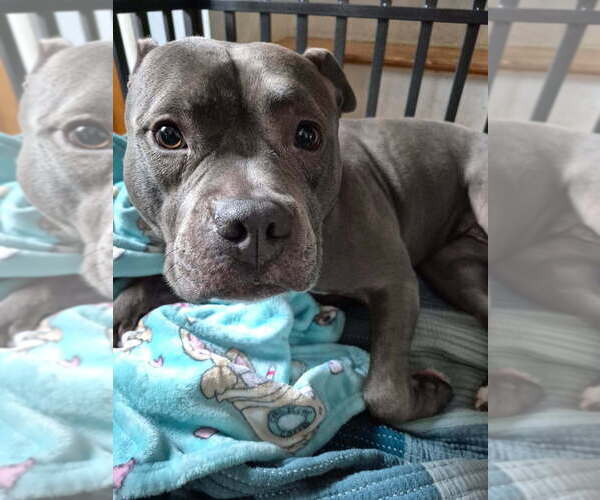 Medium Photo #10 Mutt Puppy For Sale in Caldwell, NJ, USA