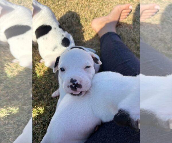 Medium Photo #2 American Staffordshire Terrier-Collie Mix Puppy For Sale in Dallas, TX, USA