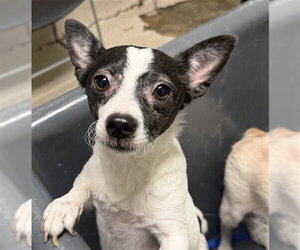 Chihuahua Dogs for adoption in Bakersfield, CA, USA
