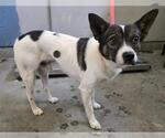 Small Rat Terrier