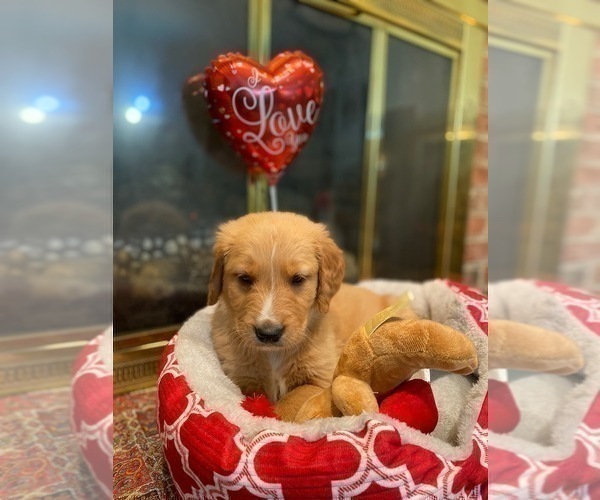 Medium Photo #25 Golden Retriever Puppy For Sale in SANFORD, NC, USA